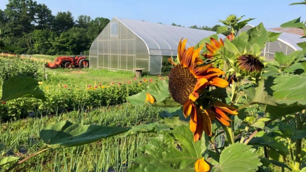 Farm with hoop house and sunflowers