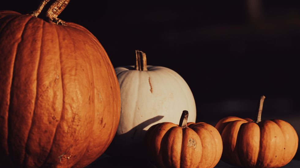 Four pumpkins in a row in a dark room