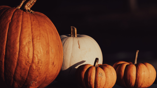 Four pumpkins in a row in a dark room