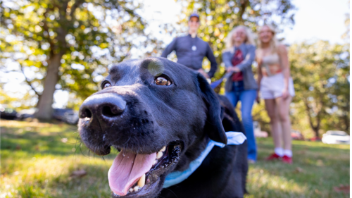 Dog staring into camera