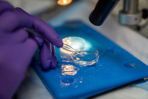 Pipette being used to place something into a petri dish, with microscope overhead.