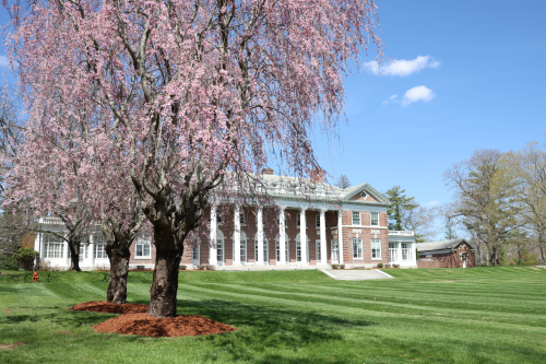 A grand brick building with white columns sits behind a blooming pink cherry blossom tree on a sunny, clear day.