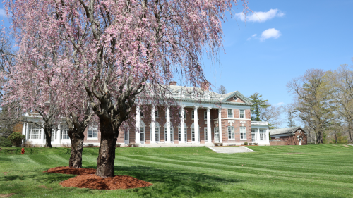 A grand brick building with white columns sits behind a blooming pink cherry blossom tree on a sunny, clear day.