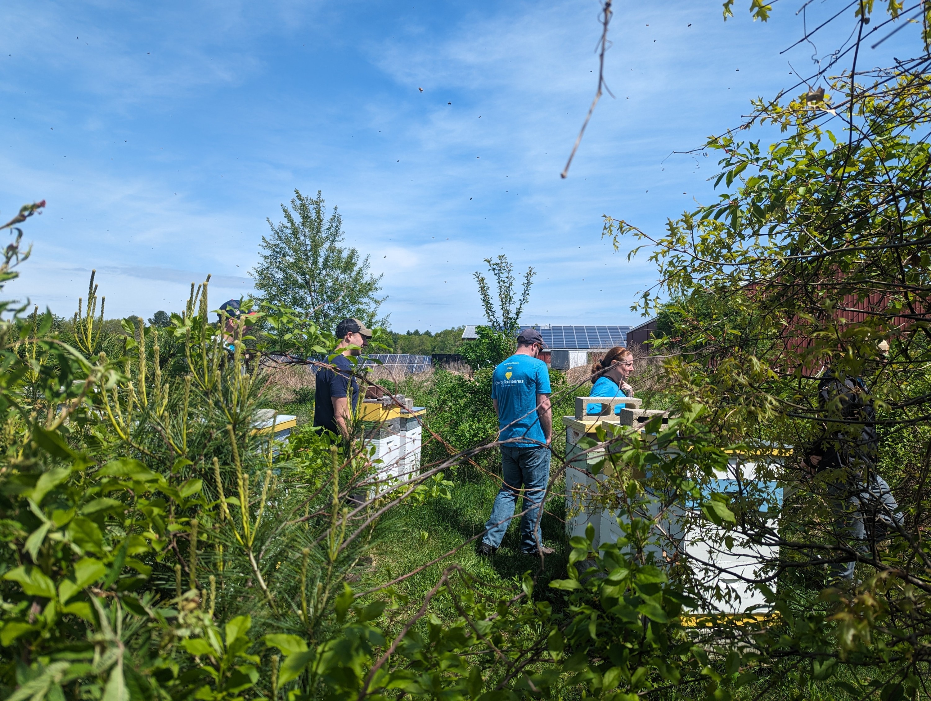 bees at the farm