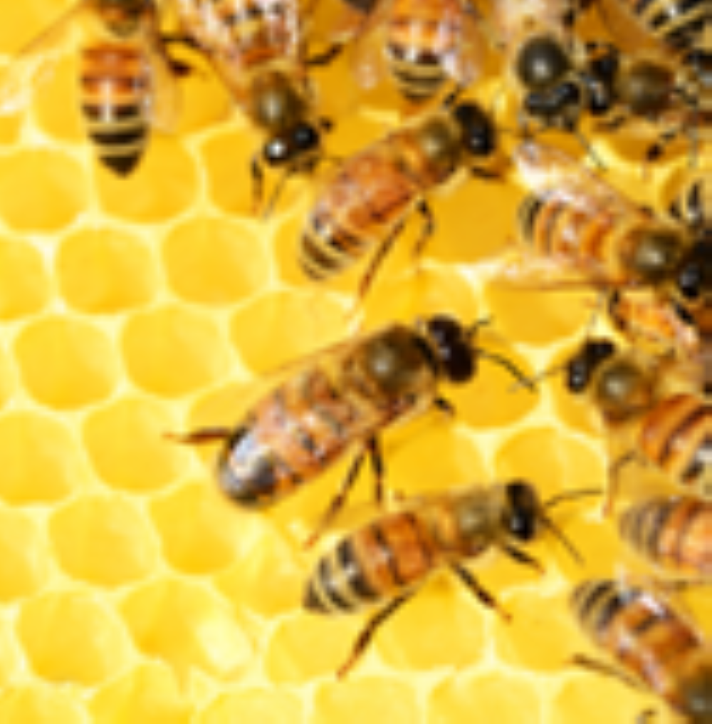 bees at the farm