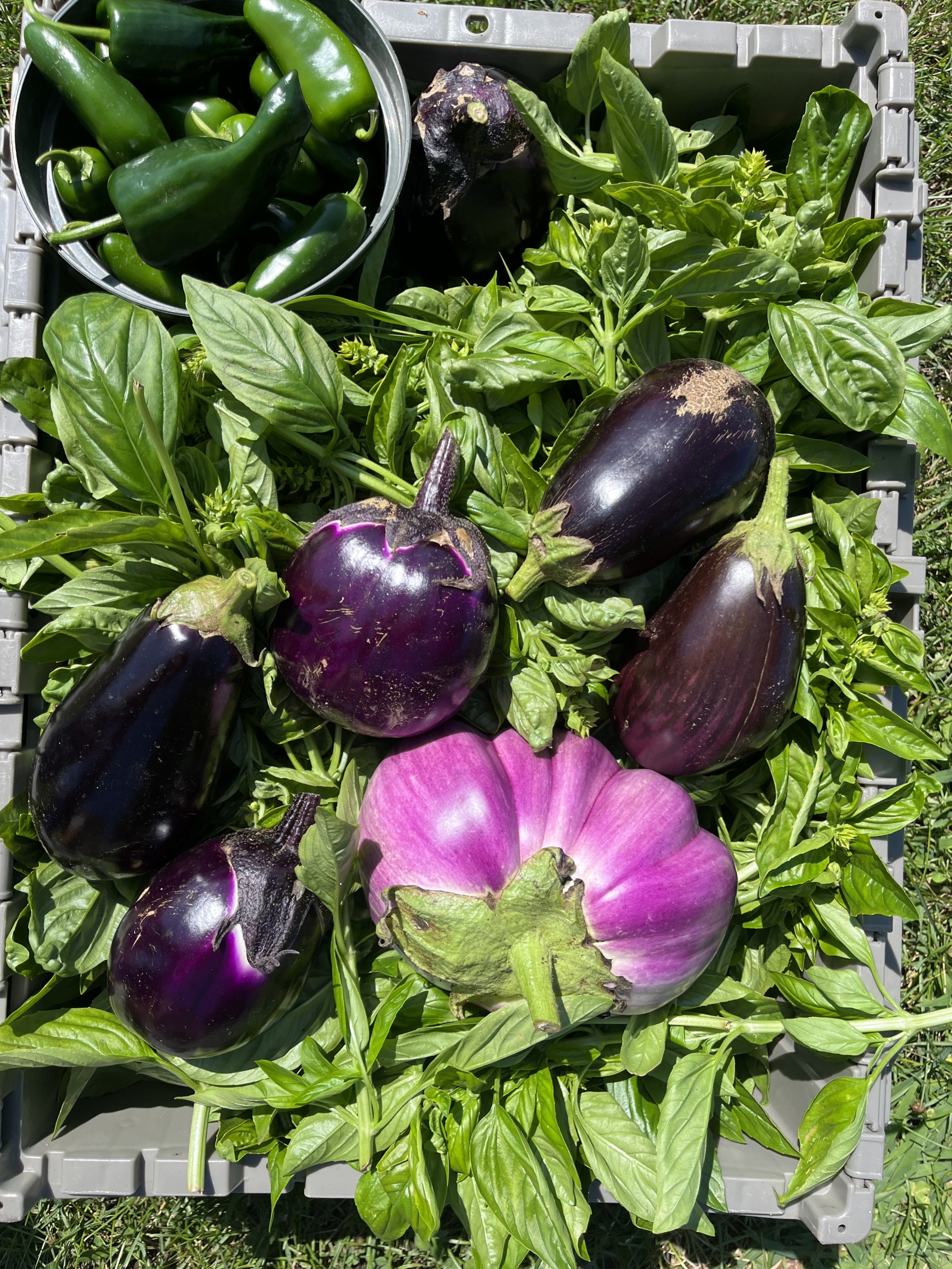 eggplant