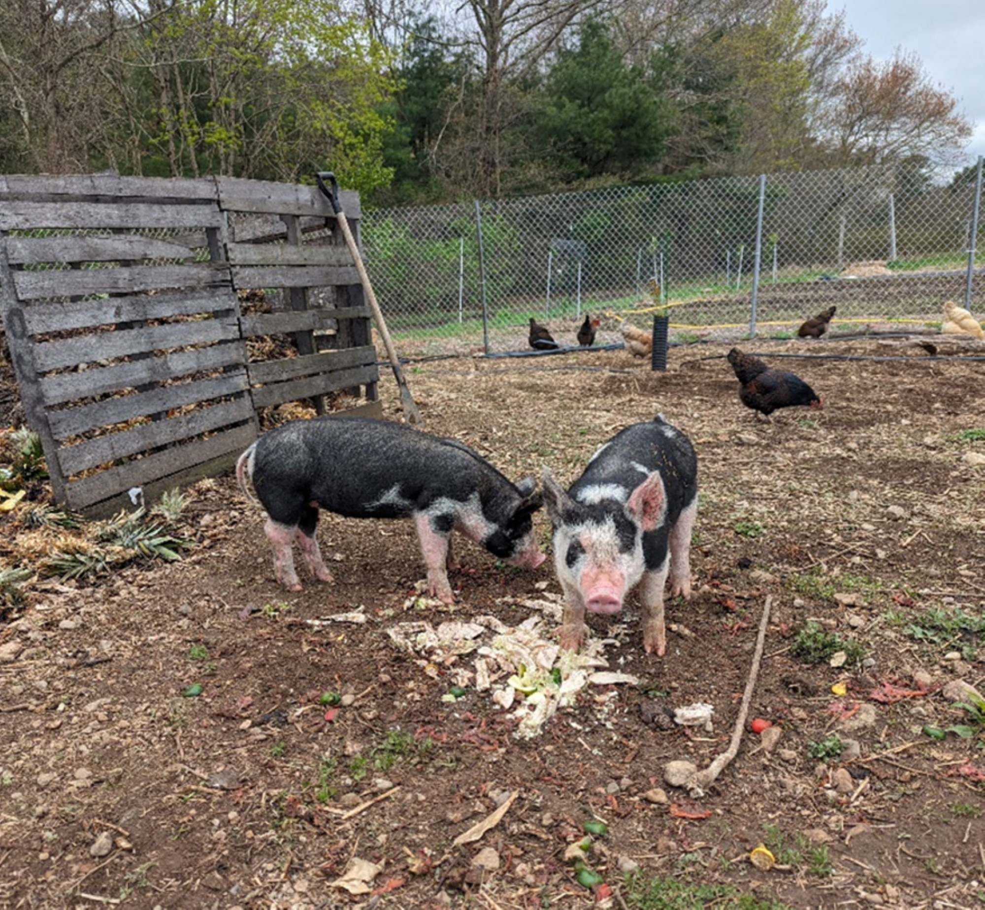 pigs at the farm