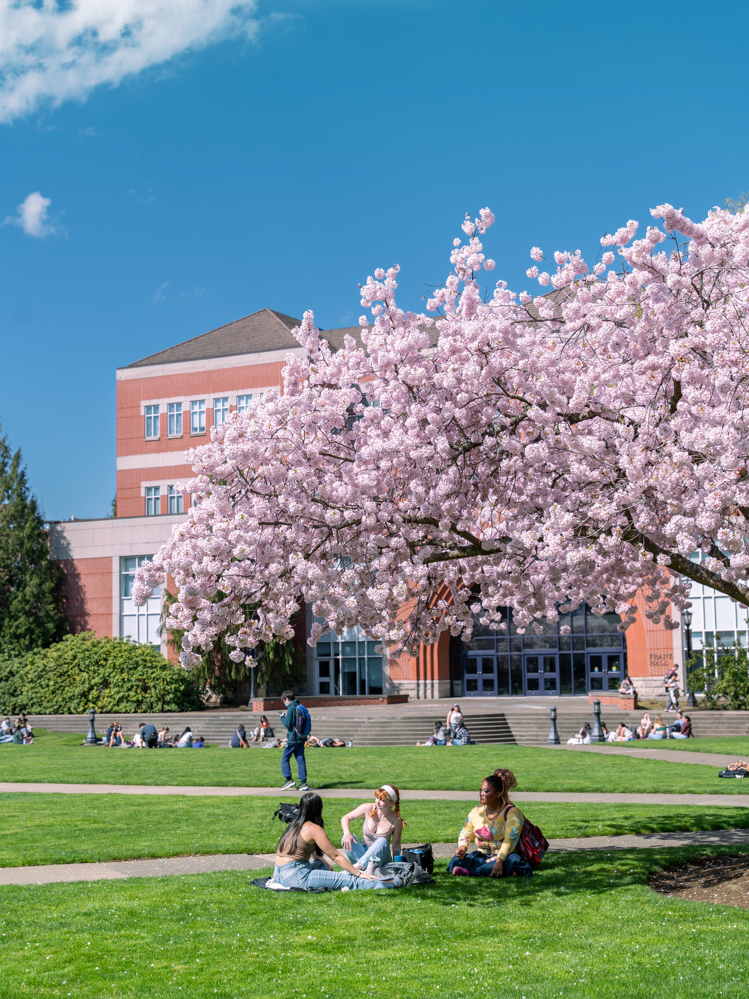 Cherry blossoms in front of building at University of Portland.